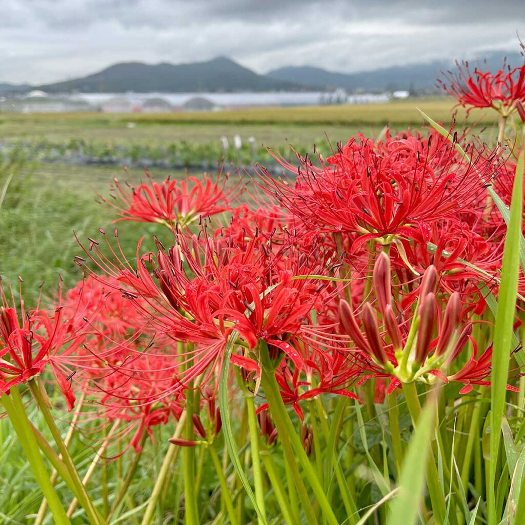 写真：彼岸花