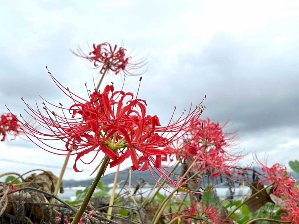 写真：彼岸花