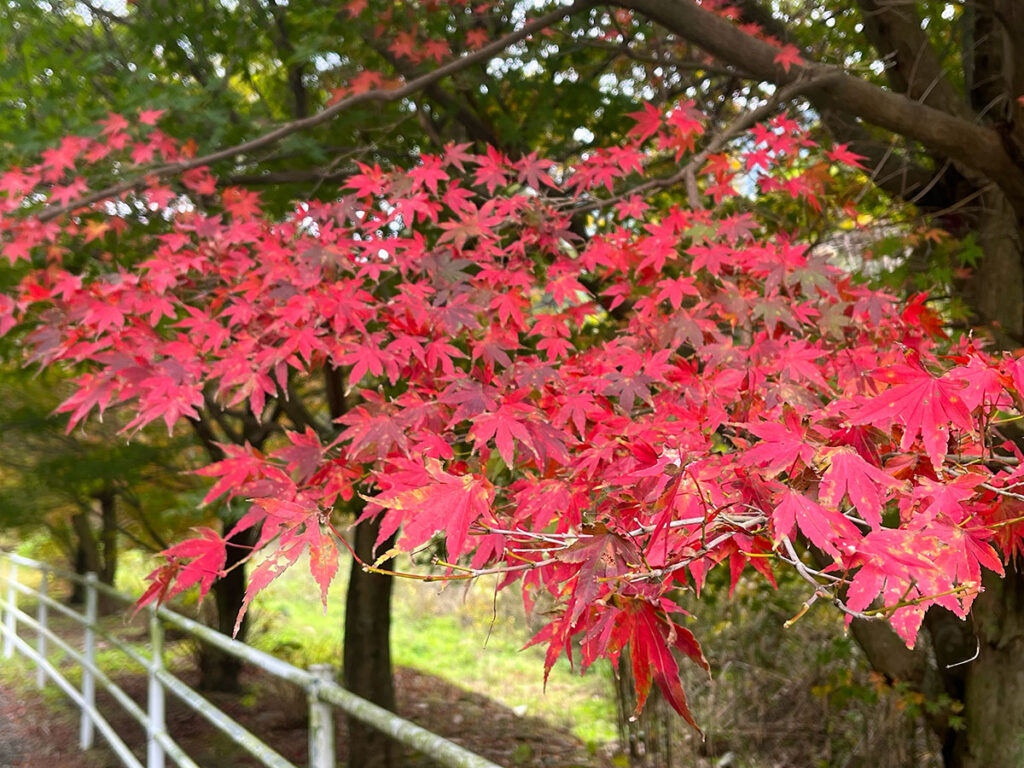 写真：糸島の紅葉