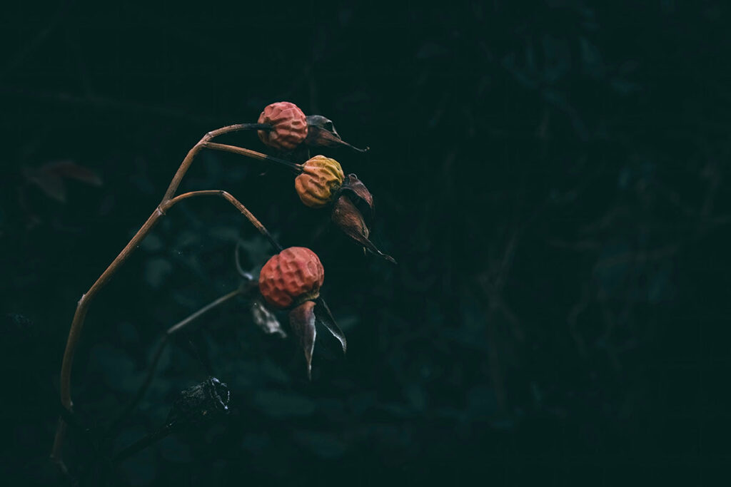 写真：枯れた花イメージ