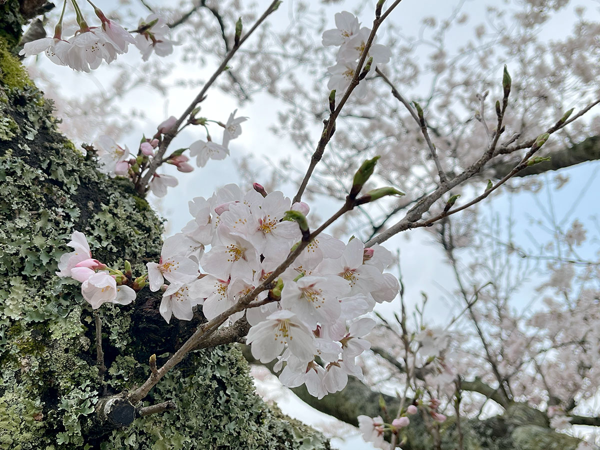 唐津】鏡山展望台で寒いお花見 – tsutachi.co