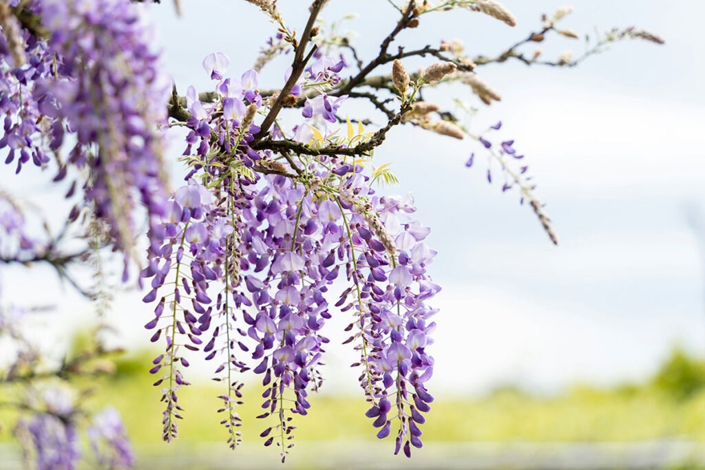 写真:藤の花イメージ