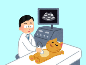 イラスト：エコー検査のイメージ