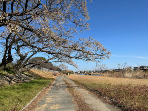 写真：福岡市室見川沿いの遊歩道