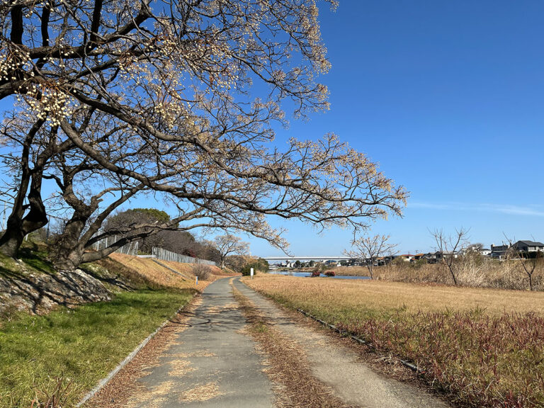 写真：福岡市室見川沿いの遊歩道